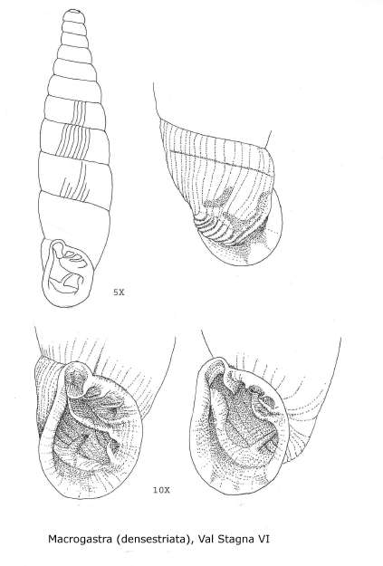 Macrogastra densestriata?